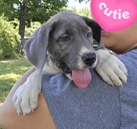 Buffy, a female Great Dane for sale in Buena, NJ – 2 of 10