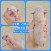 Tanner, a male Chihuahua for sale in Buena, NJ – 4 of 5