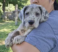 Scully, a female Great Dane for sale in Buena, NJ – 1 of 10