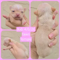 fawn, a female Chihuahua for sale in Buena, NJ – 7 of 10