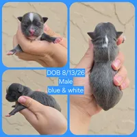 Bluey, a male Chihuahua for sale in Buena, NJ – 4 of 4