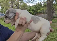 Macgyver, a male Great Dane for sale in Buena, NJ – 3 of 6
