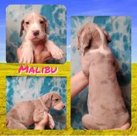 Malibu, a female Great Dane for sale in Buena, NJ – Photo 6 of 10