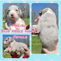 Malibu, a female Great Dane for sale in Buena, NJ – Photo 7 of 10