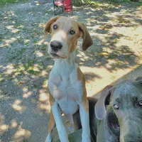 Malibu, a female Great Dane for sale in Buena, NJ – Photo 2 of 10