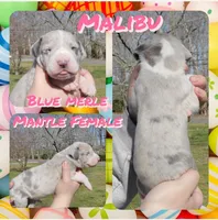 Malibu, a female Great Dane for sale in Buena, NJ – Photo 8 of 10