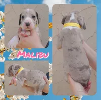 Malibu, a female Great Dane for sale in Buena, NJ – Photo 4 of 10