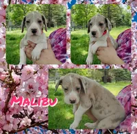 Malibu, a female Great Dane for sale in Buena, NJ – Photo 5 of 10