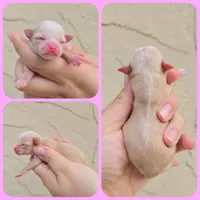 Fanny, a female Chihuahua for sale in Buena, NJ – 5 of 5