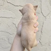Fawny, a female Chihuahua for sale in Buena, NJ – 3 of 5