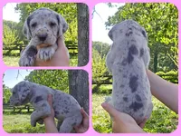 Scully, a female Great Dane for sale in Buena, NJ – 7 of 10
