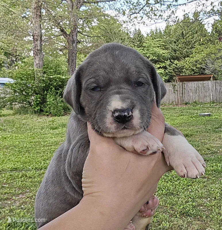 Buffy – Great Dane puppy for sale in Buena, NJ