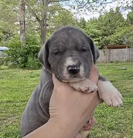 Buffy, a female Great Dane for sale in Buena, NJ – 1 of 5