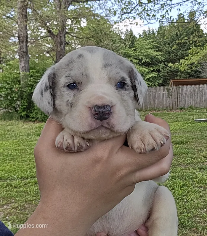Magnum – Great Dane puppy for sale in Buena, NJ