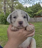 Magnum, a male Great Dane for sale in Buena, NJ – 1 of 6