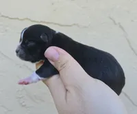 Black, a male Chihuahua for sale in Buena, NJ – 2 of 4