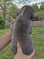 Buffy, a female Great Dane for sale in Buena, NJ – 3 of 5