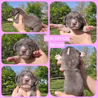 Buffy, a female Great Dane for sale in Buena, NJ – 4 of 5