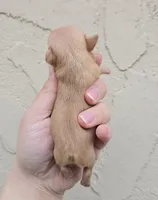 Red Fawn f, a female Chihuahua for sale in Buena, NJ – Photo 2 of 4