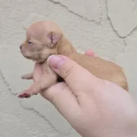 Red Fawn f, a female Chihuahua for sale in Buena, NJ – Photo 3 of 4