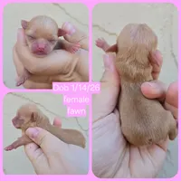 Red Fawn f, a female Chihuahua for sale in Buena, NJ – Photo 4 of 4