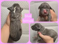 Blue f, a female Great Dane for sale in Buena, NJ – Photo 4 of 4