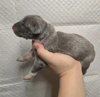 Blue f, a female Great Dane for sale in Buena, NJ – Photo 3 of 3