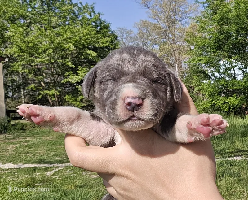 Blue f – Great Dane puppy for sale in Buena, NJ