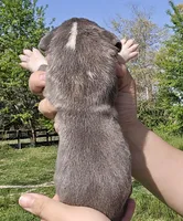 Blue f, a female Great Dane for sale in Buena, NJ – Photo 3 of 4