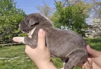 Blue f, a female Great Dane for sale in Buena, NJ – Photo 2 of 4