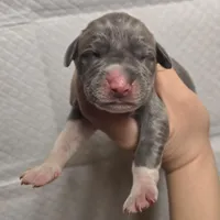 Blue f, a female Great Dane for sale in Buena, NJ – Photo 1 of 3