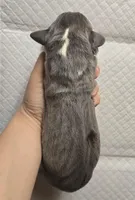 Blue f, a female Great Dane for sale in Buena, NJ – Photo 2 of 3