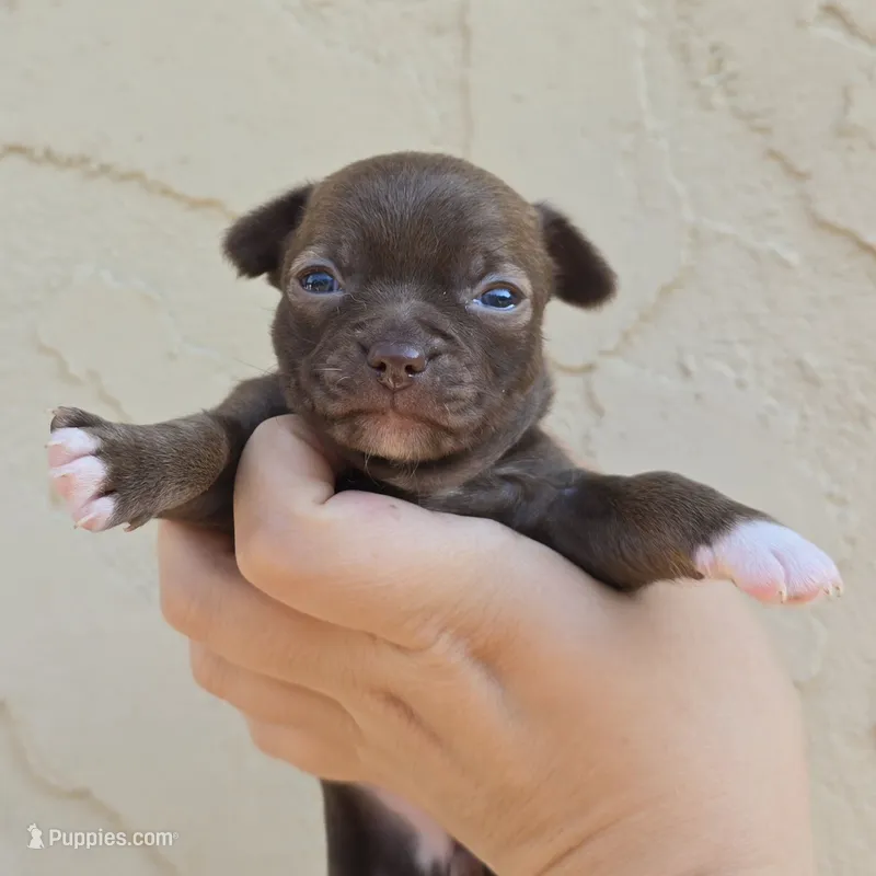 Toffee – Chihuahua puppy for sale in Buena, NJ
