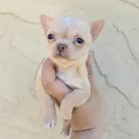fawn, a female Chihuahua for sale in Buena, NJ – 3 of 10