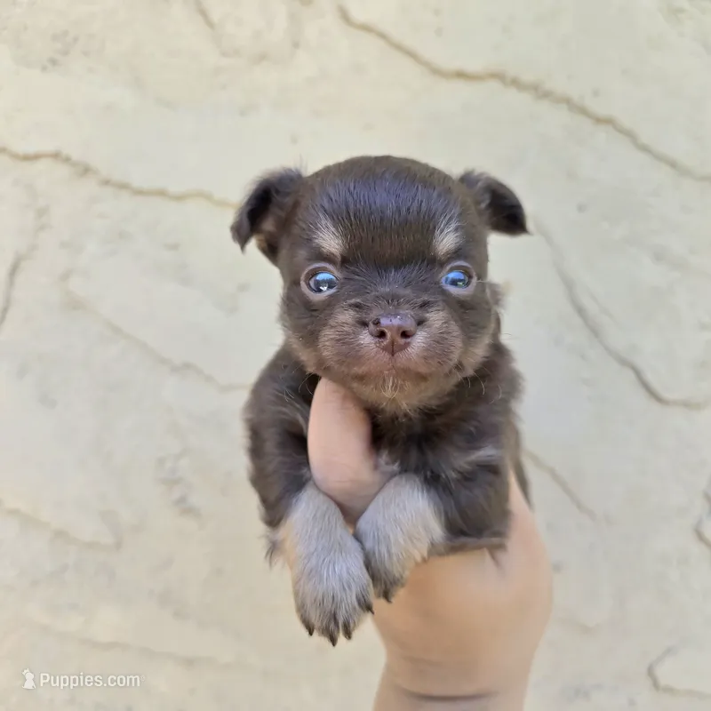 Reeses – Chihuahua puppy for sale in Buena, NJ