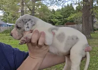 Magnum, a male Great Dane for sale in Buena, NJ – 2 of 6