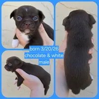 Choc m, a male Chihuahua for sale in Buena, NJ – 5 of 9