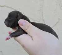 Choc m, a male Chihuahua for sale in Buena, NJ – Photo 2 of 3