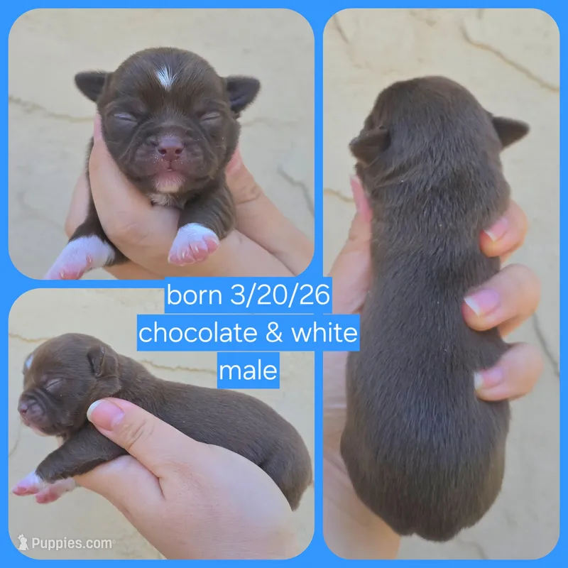 Choc m – Chihuahua puppy for sale in Buena, NJ
