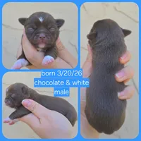 Choc m, a male Chihuahua for sale in Buena, NJ – 7 of 9