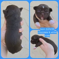Choc m, a male Chihuahua for sale in Buena, NJ – 6 of 9