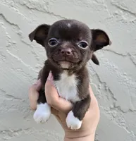 Choc m, a male Chihuahua for sale in Buena, NJ – 2 of 9