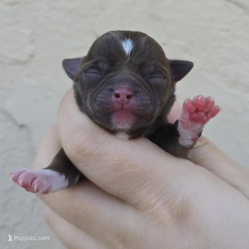 Choc m – Chihuahua puppy for sale in Buena, NJ