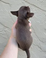 Choc m, a male Chihuahua for sale in Buena, NJ – 4 of 9
