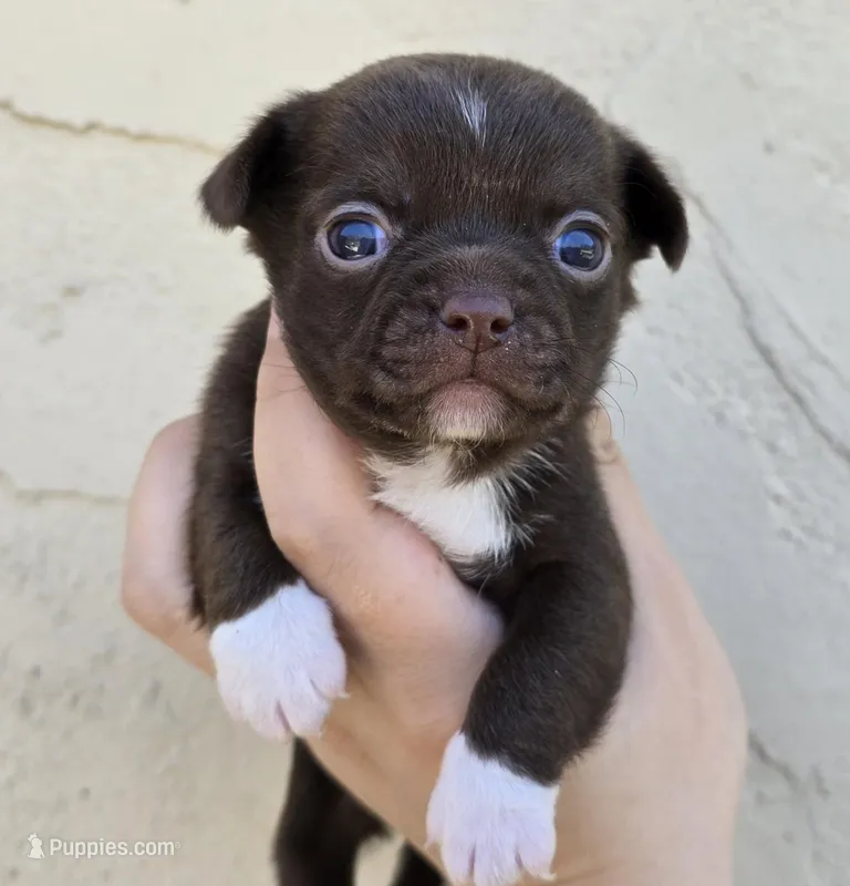 Choc m – Chihuahua puppy for sale in Buena, NJ