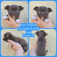Choc m, a male Chihuahua for sale in Buena, NJ – 9 of 9