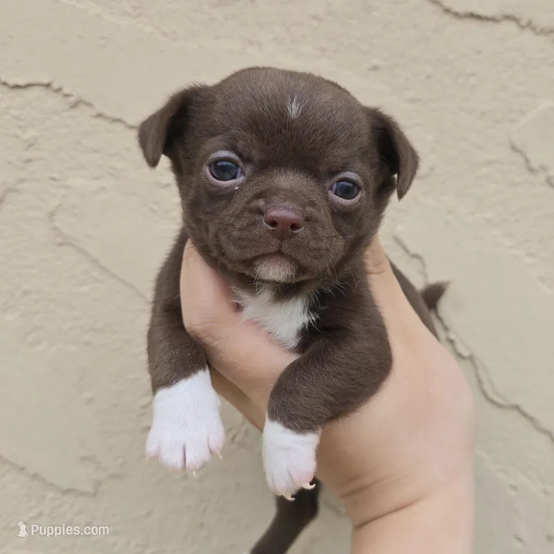 Choc m – Chihuahua puppy for sale in Buena, NJ