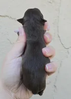 Choc m, a male Chihuahua for sale in Buena, NJ – Photo 3 of 3