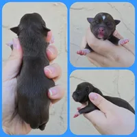 Choc m, a male Chihuahua for sale in Buena, NJ – 8 of 9
