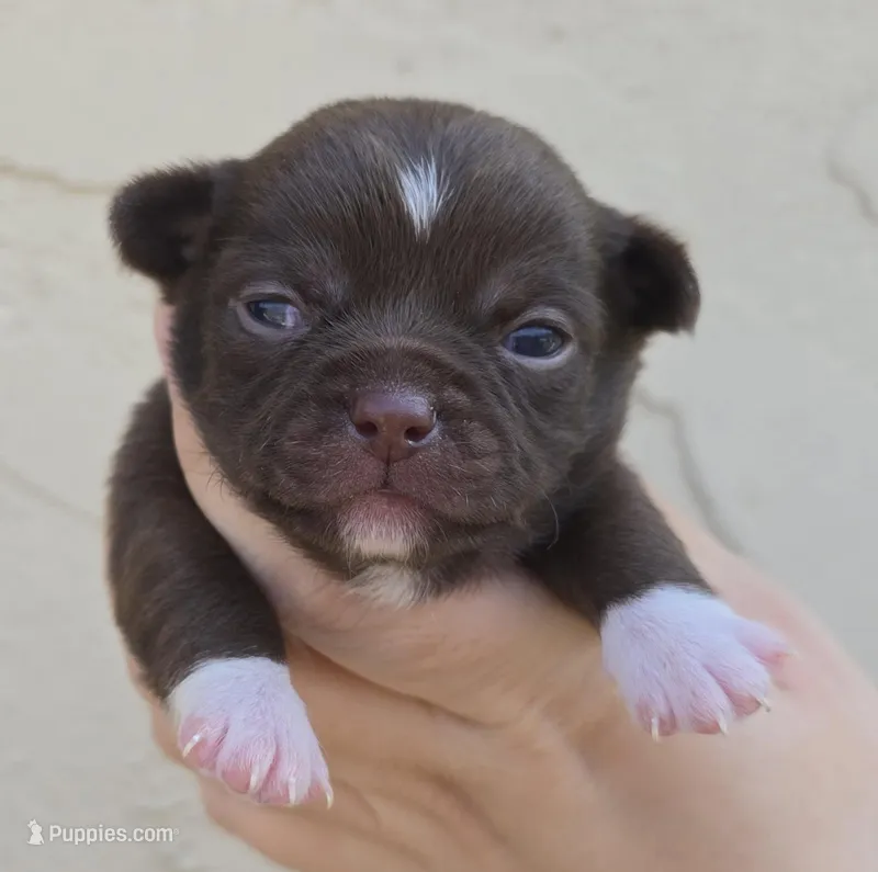 Choc m – Chihuahua puppy for sale in Buena, NJ